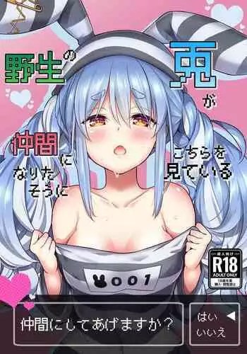 Yasei no Usagi ga Nakama ni Naritasou ni Kochira o Miteiru | Wild Rabbit Is Looking At You As If It Wants To Be Friends