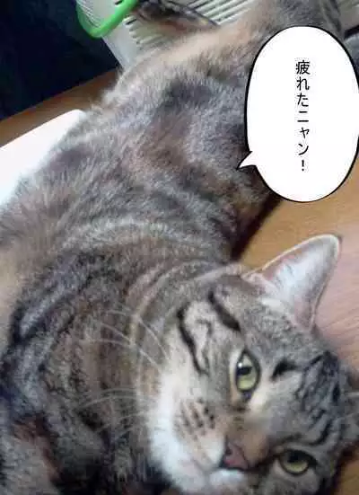 [サークルこたつぶとん] 気が弱い亭主の上司に寝取られた人妻